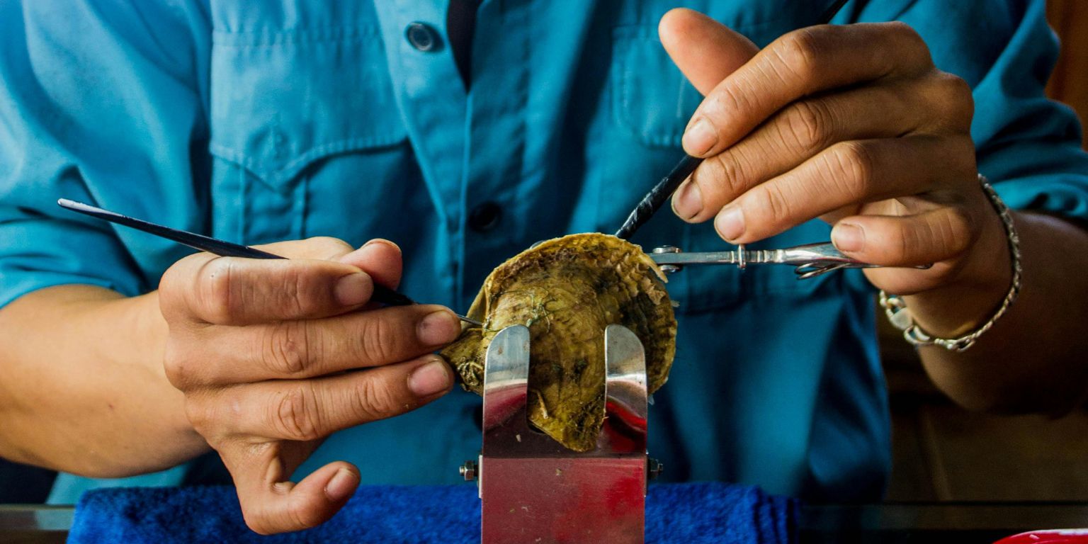 Un artisan spécialisé de Poe Ora Création manipulant délicatement une huître lors du processus de culture des perles de Tahiti. Les mains précises et expérimentées ouvrent la coquille avec des outils spécifiques pour préparer l'insertion du noyau, étape essentielle pour la création des perles. Le soin apporté à cette opération garantit la production de perles de grande qualité, caractéristiques des créations de Poe Ora. L'image illustre l'expertise et la précision nécessaires à la culture de ces trésors naturels, symboles de luxe et d’authenticité.