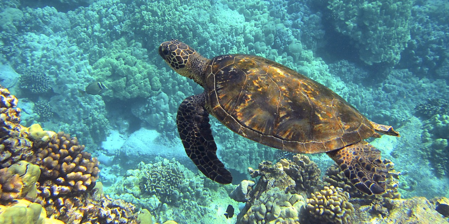 Tortue marine nageant paisiblement au-dessus d’un récif corallien coloré dans les eaux cristallines de Polynésie. Un symbole de longévité et de sérénité, en parfaite harmonie avec la nature préservée de l’océan Pacifique, reflet de l’inspiration derrière les perles de Tahiti Poe Ora Création.
